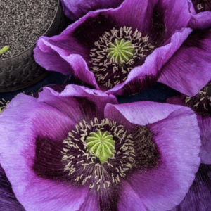 Close-up of vibrant purple poppy flowers with delicate petals and intricate centers.